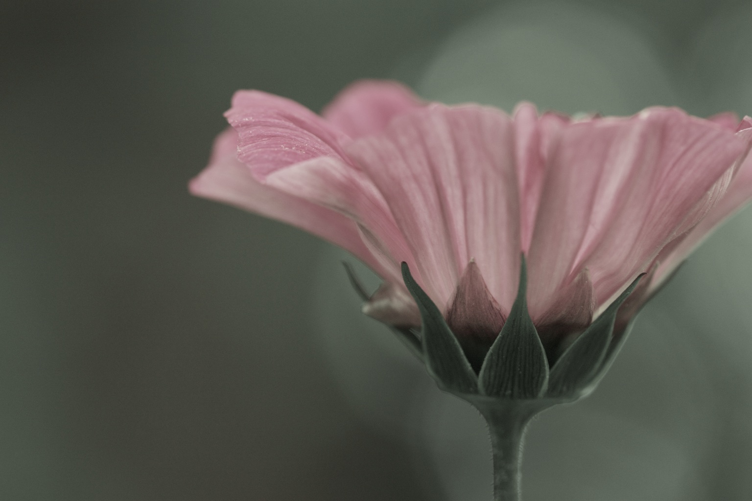 Last Flower